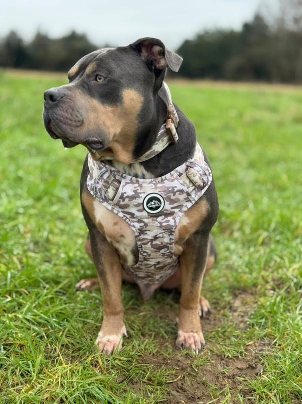 Tucker&Co London Camo Desert Tactical Harness